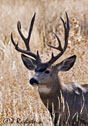 Odocoileus hemionus